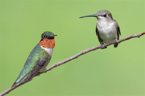 Female Ruby Throated Hummingbird