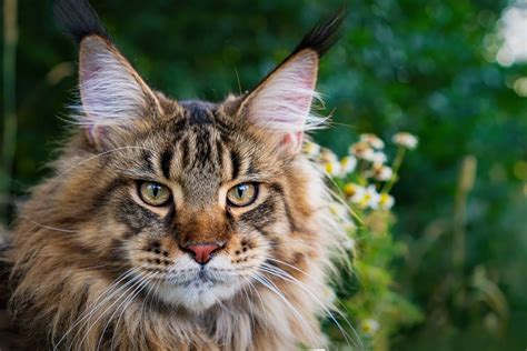 Gặp gỡ 5 chú mèo Maine Coon dễ thương nhất thế giới ⋆ Cá cảnh mini