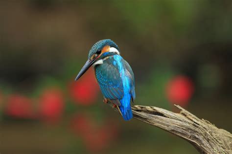 Fond D Cran Des Oiseaux Animaux La Nature Faune Martin P Cheur