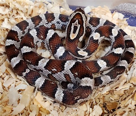 Miami - Corn Snake Traits - Morphpedia