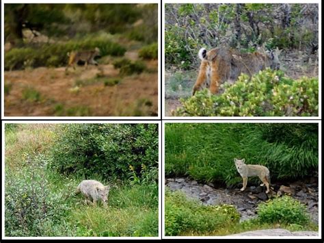 Co Wildlife Sightings May Sept 2022 Jans Jaunts And Jabberings