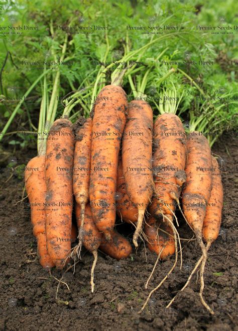 Carrot Berlicum Organic Premier Seeds Direct