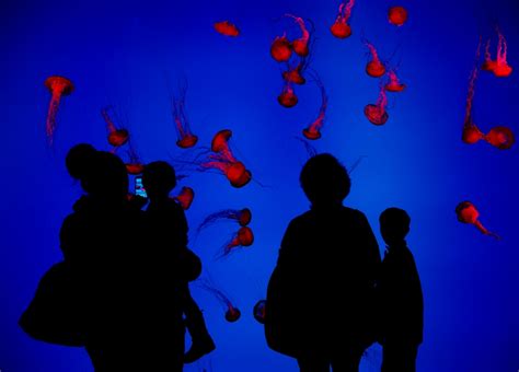 Ripley's Aquarium of Canada officially opens in Toronto | CTV News