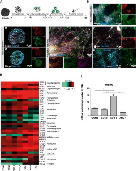 Differentiation And Characterization Of Ipsc Derived Neuronal Cultures