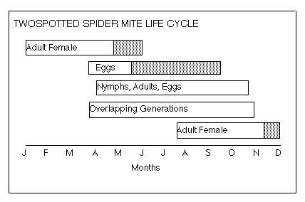 TWOSPOTTED SPIDER MITE LIFE CYCLE AND HABITS