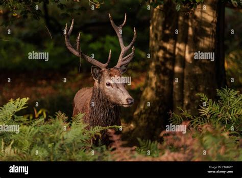 Richmond Park London UK 8th October 2023 Red Deer Stag Cervus