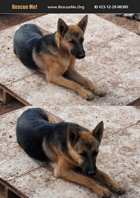 Adopt German Shepherd Rescue Casa Grande Az