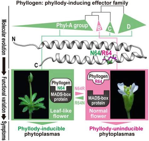 Functional Variation In Phyllogen A Phyllody Inducing Phytoplasma