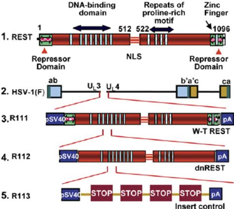 Schematic Representation Of The Functional Domains Of Wild Type And