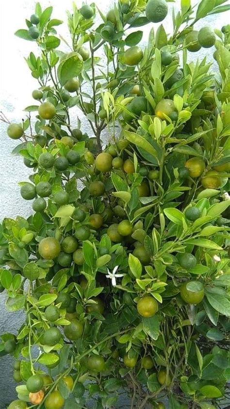 Lemon Tree with Full Fruit