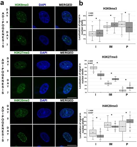 Spatial Distribution Of Selected Histone Marks Associated With