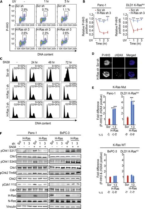 Wild Type H And N Ras Promote Mutant K Ras Driven Tumorigenesis By