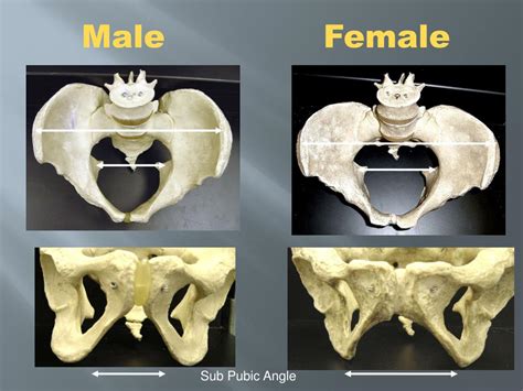 Ppt Chapter 12 Human Remains Powerpoint Presentation Free Download Id 2052852