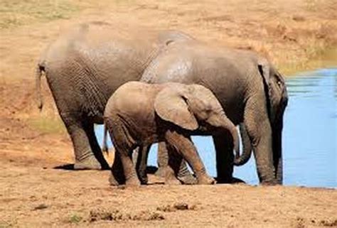 Adaptations - Ecology of the African bush elephant