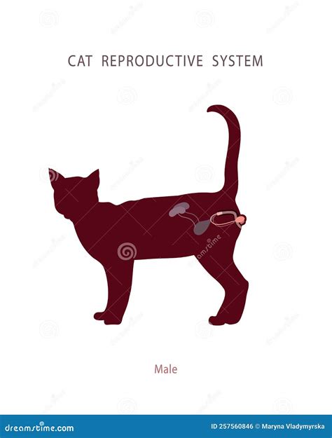 Cat Diagram Reproductive System Cat Reproductive System