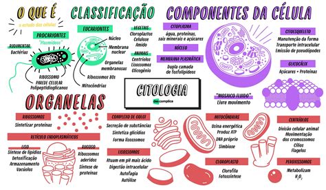 Tipos de células resumos e mapas mentais Infinittus