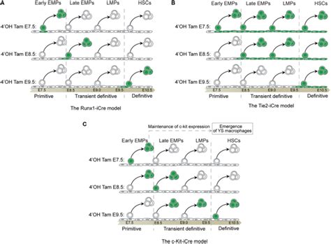 Fate Mapping Systems Of Macrophages And Other Hematopoietic Cell Download Scientific Diagram