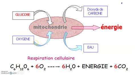 Respiration Cellulaire Youtube