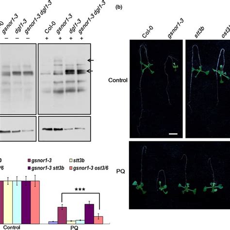 Biotin‐switch Assay And Paraquat Resistance Analysis A In Vivo Download Scientific Diagram