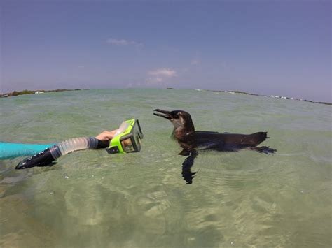 Snorkeling Tour To Pinzon La Fe Island Web In Pinzon Island Galapagos