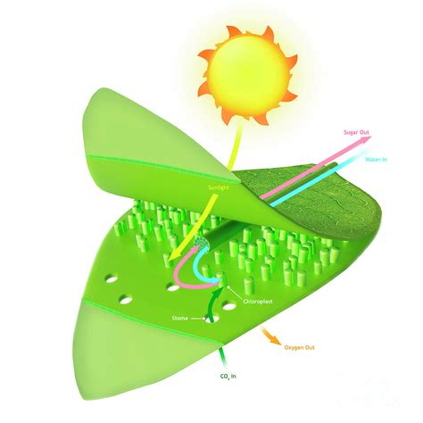 Photosynthesis Photograph By Mark Garlickscience Photo Library Pixels