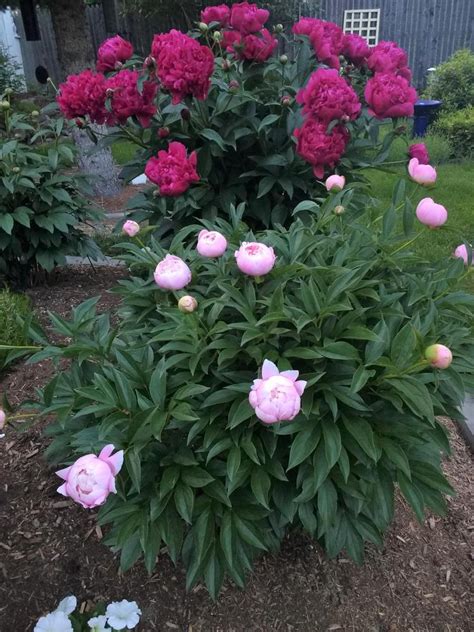 Photo Of The Entire Plant Of Chinese Peony Paeonia Lactifora Mrs