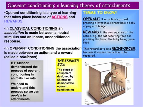 Operant Conditioning Theory