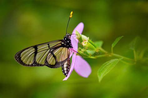 Glass Transparent Butterfly. Methona Confusa, Giant Glasswing, Butterfly Sitting on the Green ...