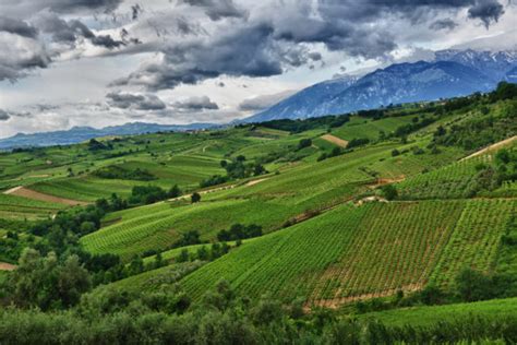 Tenuta Ulisse Vendemmie X Ml Vinero