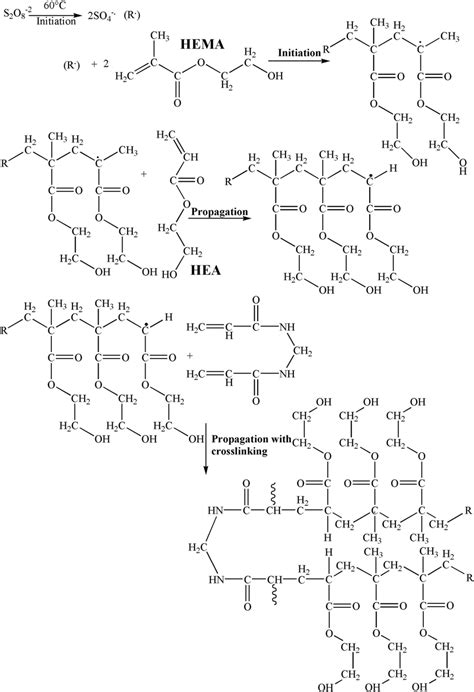 Mechanism Of Formation Of The Cross Linked Poly Hema Co Hea Copolymer