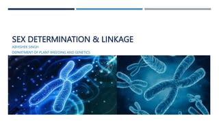 Sex Determination Linkage Pptx