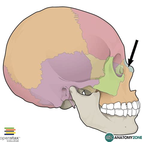 Nasal Bone - AnatomyZone