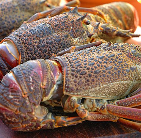 Lobster Crayfish Or Kreef Delicious And Easy To Prepare It