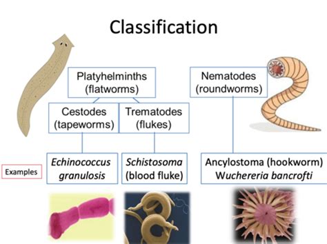 Lecture Helminths Eukaryotes Flashcards Quizlet