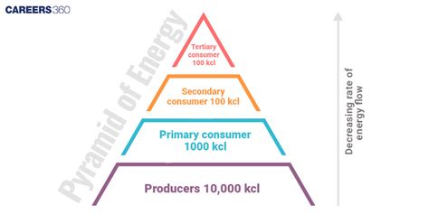 Energy Flow In Ecosystem Definition Process Importance Food Chain