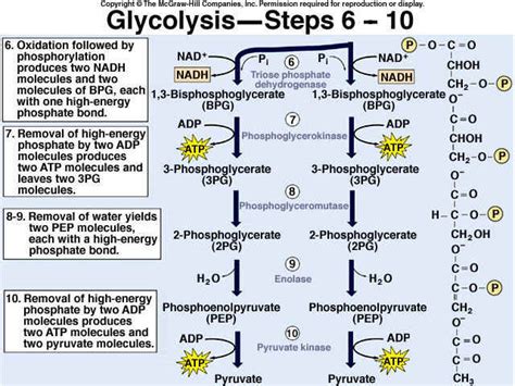 Glycolysis Steps For Kids