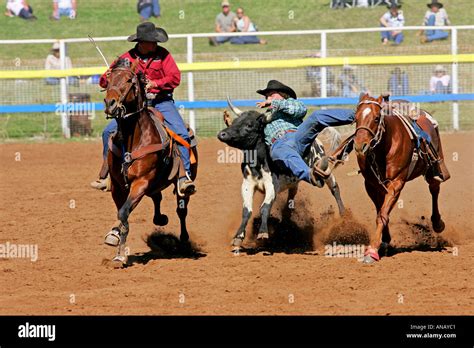 Steer Wrestling At Mt Isa Rodeo Stock Photo Alamy