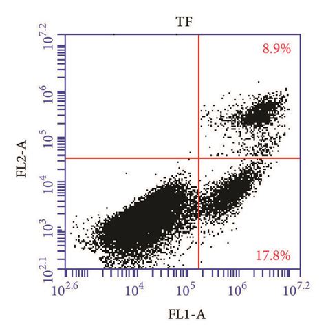 The Effect Of Tf On Apoptosis Of Smmc Cells A Control Group