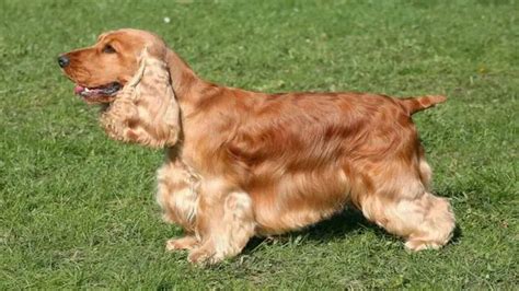 Understanding Your Cocker Spaniels Behavior Explore 10 Ways