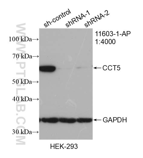 CCT5 Antibody 11603 1 AP Proteintech