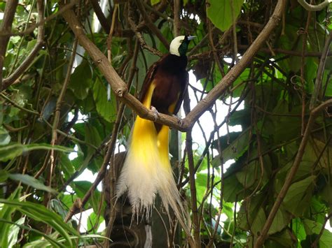 Paradisier Grand Meraude Paradisaea Apoda Greater Bird Of Paradise