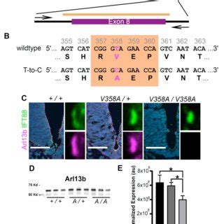 ARL3 GEF Activity Is Retained In The ARL13B V358A Mutant Time Course