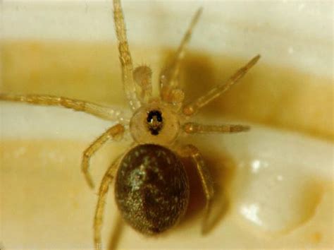 Wall Spider (Oecobius sp)