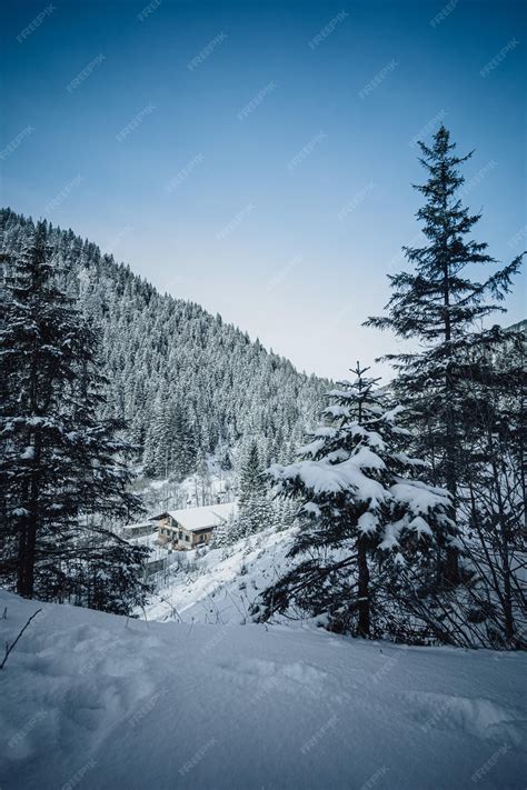 Premium Photo Winter Forest Of Pine Trees Covered In Snow