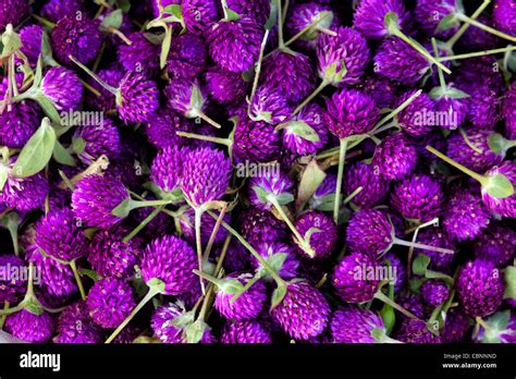 Gomphrena globosa. Globe Amaranth or Bachelor Button flowers. Andhra ...