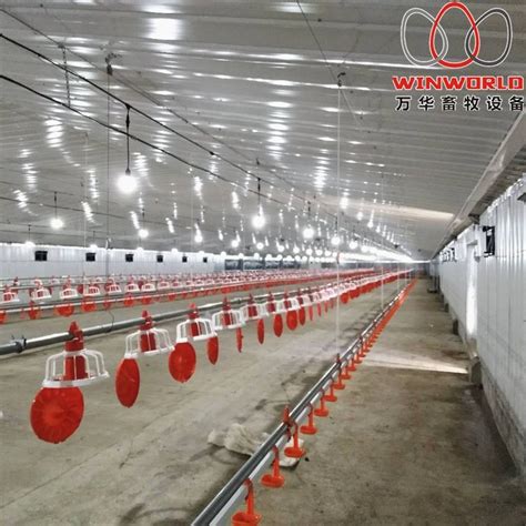 Mexico Pollo Poultry Farming Flooring Raising System For Broiler With Automatic Feeding Pan Line