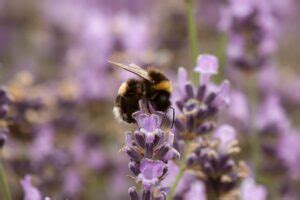 Lavendel Stekken Voor Beginners Verjong Je Plant Gardeners World