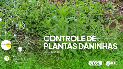 Controle De Plantas Daninhas L Pesquisa RTC CCGL YouTube