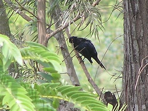 Earth On The Wing Boy Youre Lookin Fine Sexual Dimorphism In Birds