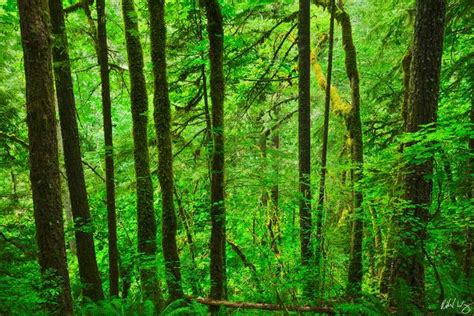 Oregon Rainforest Photo | Richard Wong Photography